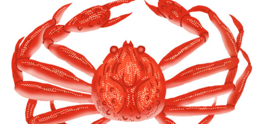 カニ・蟹のイラスト無料素材